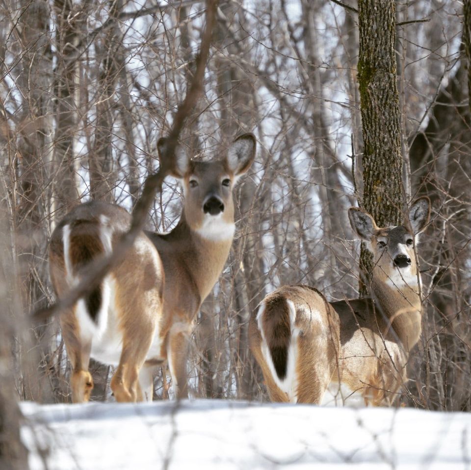 Follow a Deer Trail, Eastman Nature Center, Osseo, January 20 2024