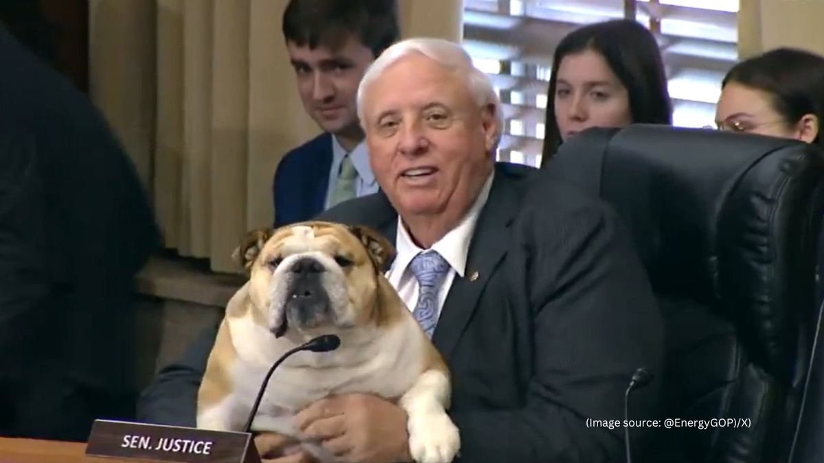 Bulldog Courage (16+), 30 August | Event in Albany | AllEvents