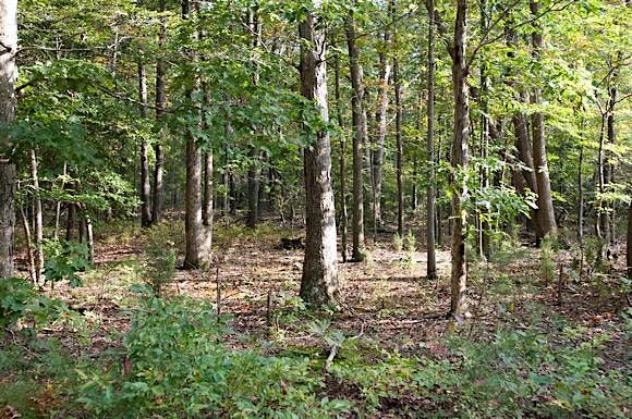 The Woods in Your Backyard online course | Online Event | AllEvents.in