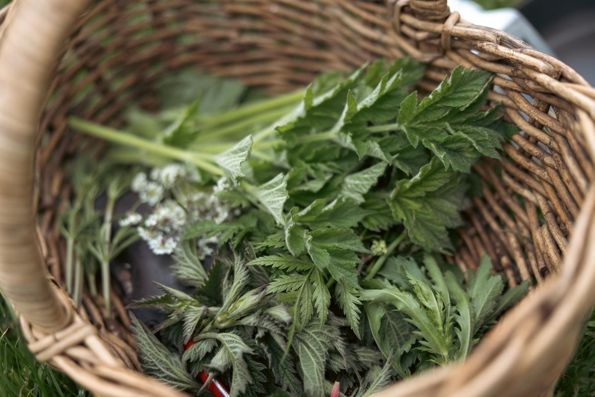 Spring Greens Stanmer Park, Brighton, 28 April 2024