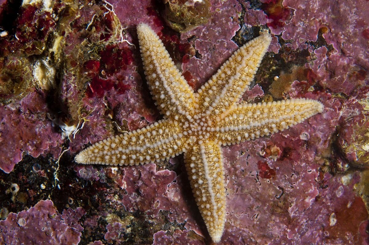 Extreme Rockpool Safari South Bay, Scarborough, Sea Cliff Road car park, Scarborough, 23