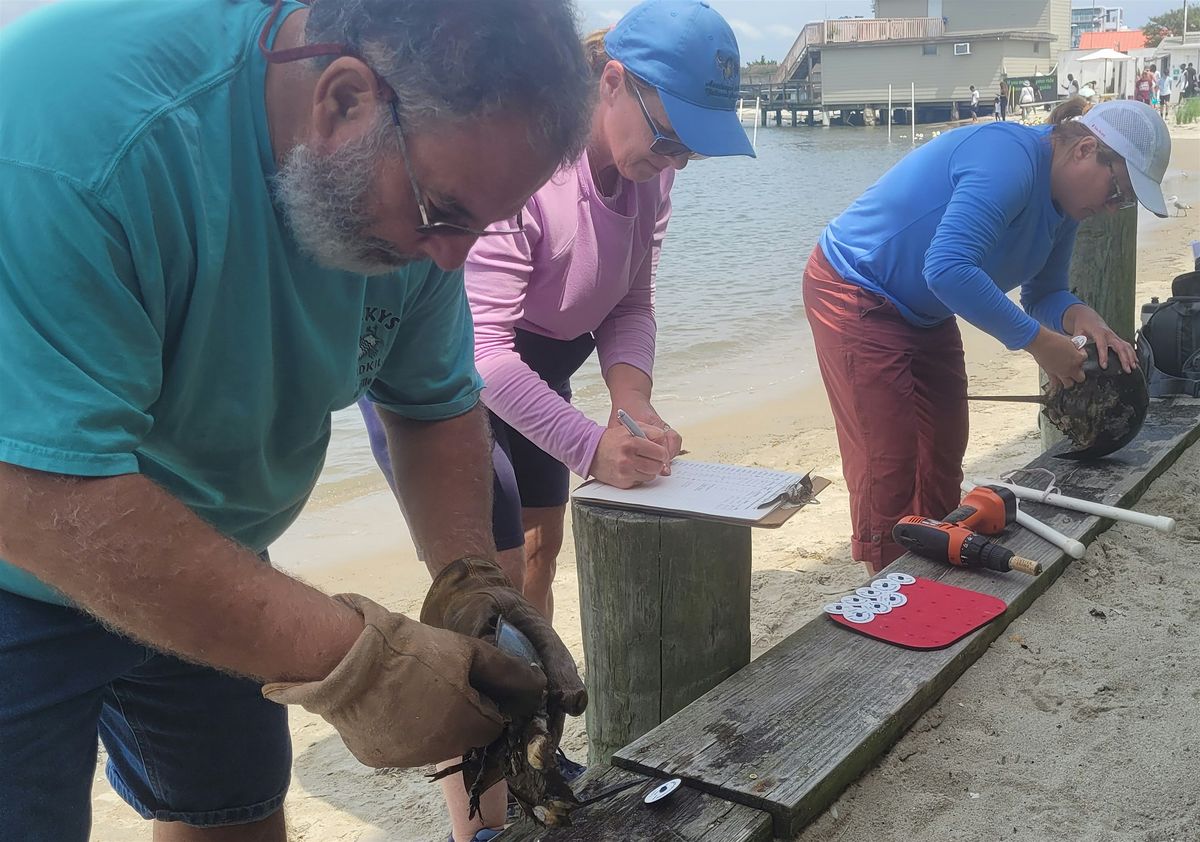 Horseshoe Crab Tagging, Oceanic Motel, Ocean City, 7 June 2024