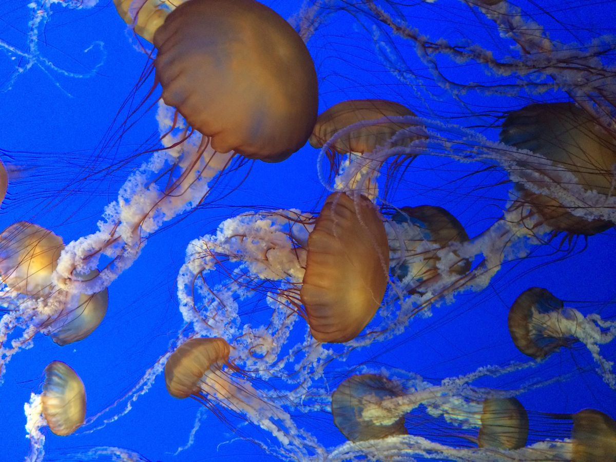 Level I Minimal Sedation License Renewal Saturday April 6, 2024, In