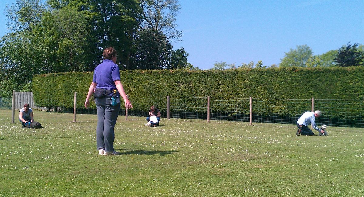 Puppy Training Class for Improvers 14/09/24, Country Boarding for Cats