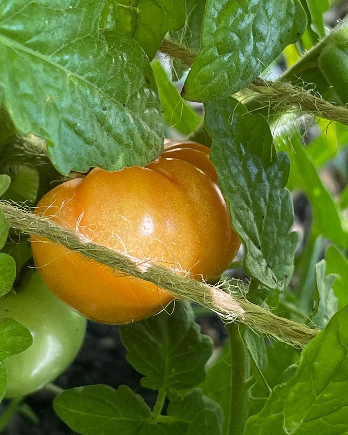 Tomato Fest 2022 - tango with the flavors of summer tomatoes! | 3106 Tomato Fest 2022 - tango with the flavors of summer tomatoes! | 3106