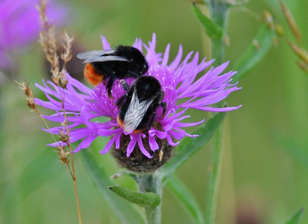 All a buzz about Sweet Briar, NWT Sweet Briar Marshes, Norwich, 12 July