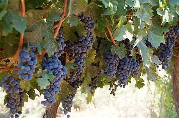 Cabernet Sauvignon Tasting! (JANUARY), 20 January | Event in Columbus | AllEvents