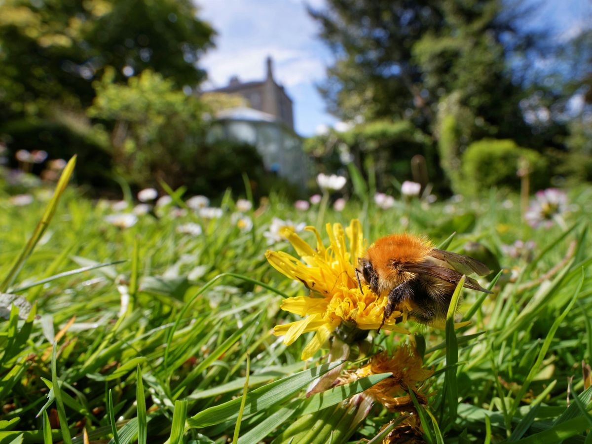 Wilder Gardens Workshop: Summer, 18 June | Event in Sandling | AllEvents