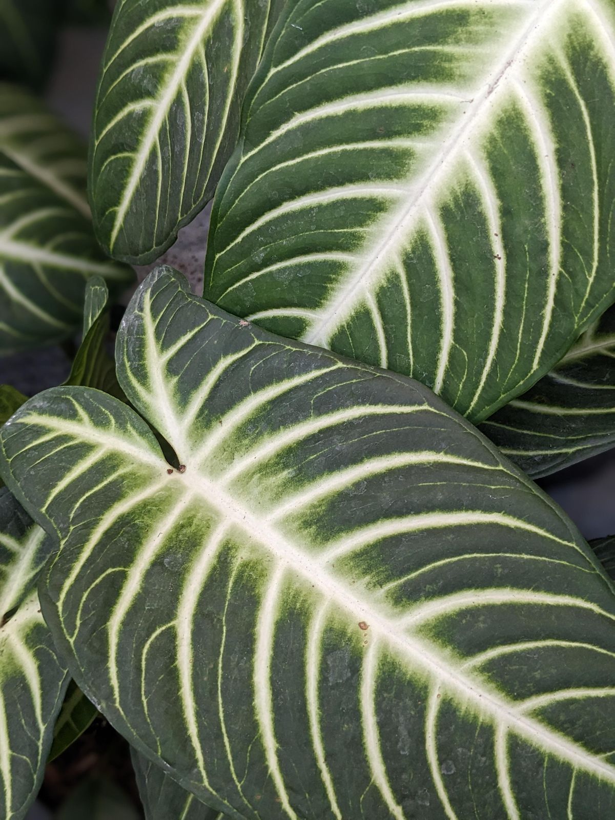 Houseplant Basics!, Nielsen's Florist & Garden Shop, Darien, February 3