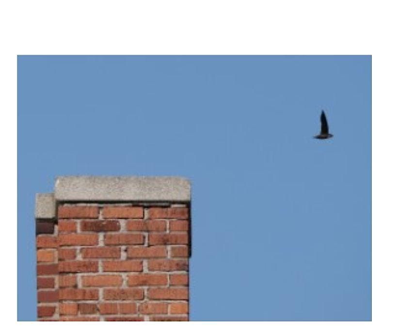 Chimney Swifts, Earl Grey Community Centre, Winnipeg, 6 May 2024 AllEvents.in