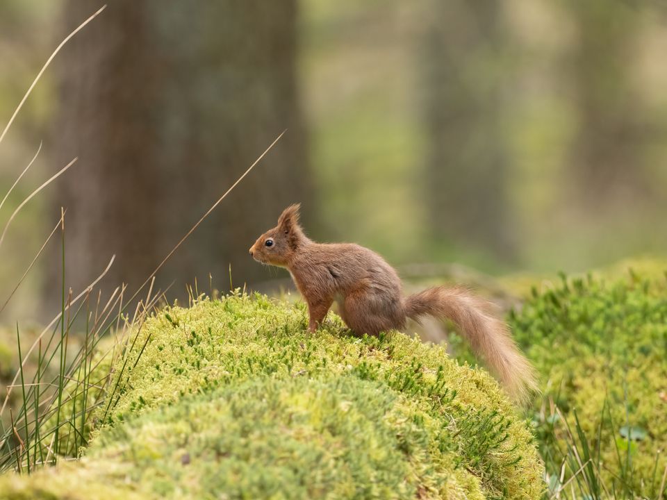 Red Squirrel Photography Hawes, Horton In Ribblesdale, March