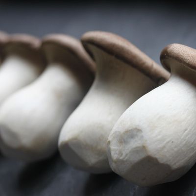 Learn to Grow Mushrooms - Business Basics