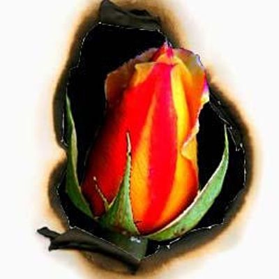 ROSA PHOENIX ART + COACHING logo