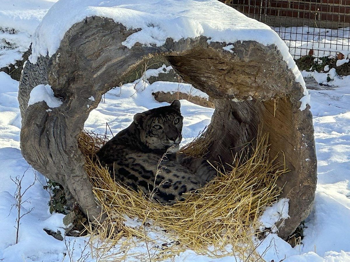 March FALCONERS Event Potter Park Zoo, Potter Park Zoo, Lansing, 8 March 2023 AllEvents.in
