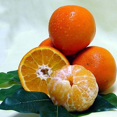 Growing Citrus in Martin County, 2614 SE Dixie Hwy, Stuart, September 8