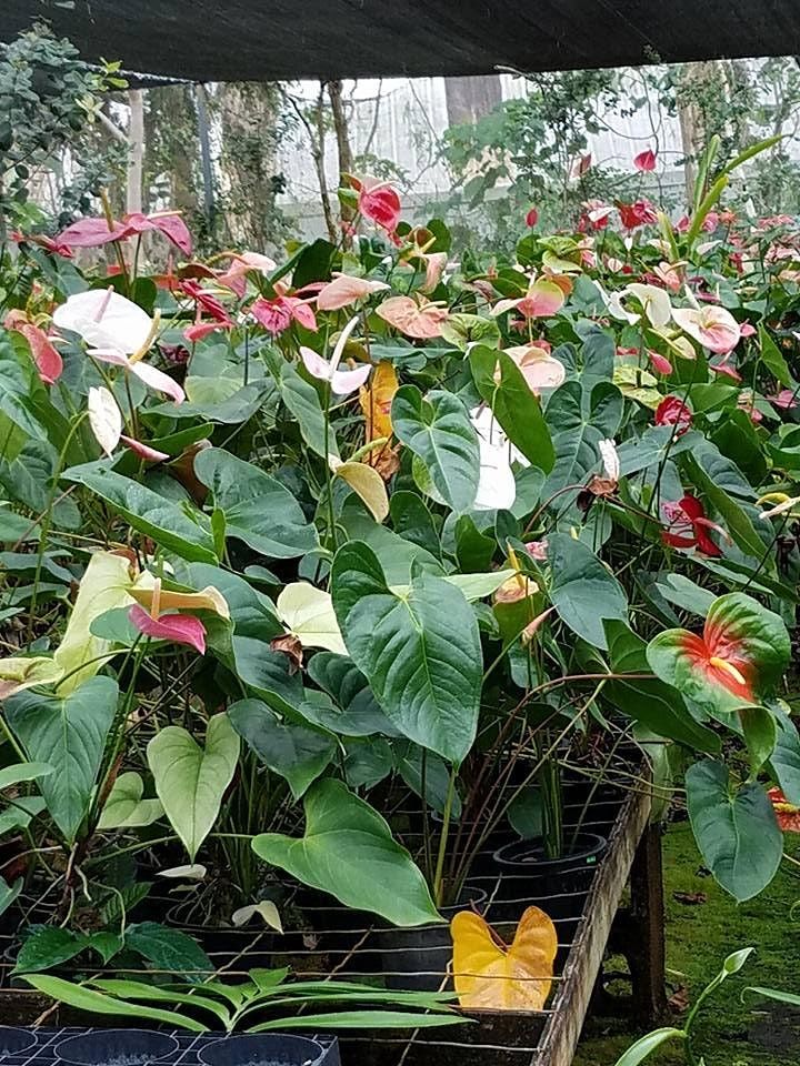 Alvin Tsurudas (Waihale Nursery) Retirement Plant Sale Sun 2/27