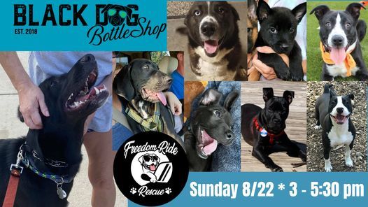 Dog Events In Holly Springs Nc Dog Training Classes Workshops In Holly Springs Nc Dog Events Raleigh Nc 2022