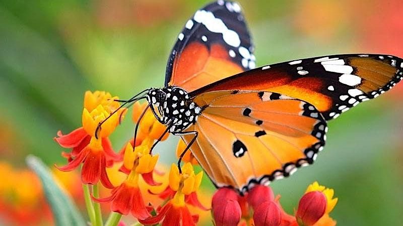 9 December Insect Harnessing the pollination power of insects in the garden, 28 December ...