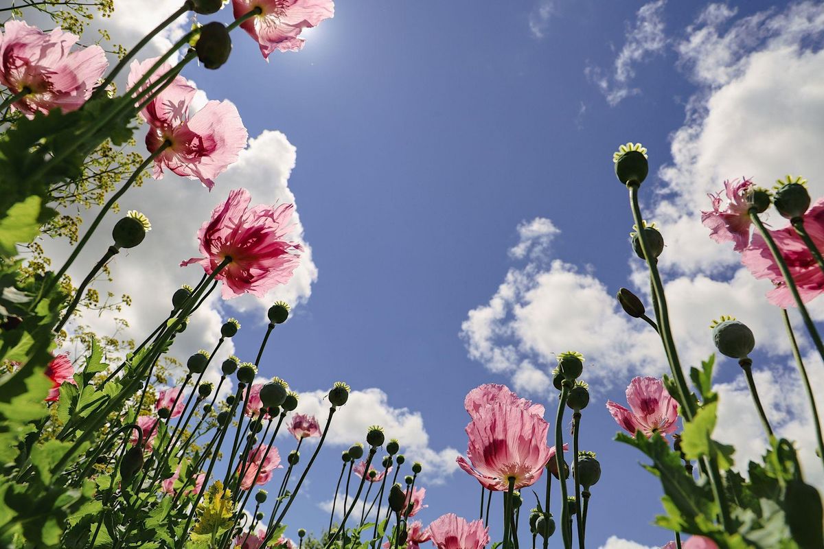 Intuitive Plant Drawing with Becky Iasillo, Churchtown Dairy, Hudson