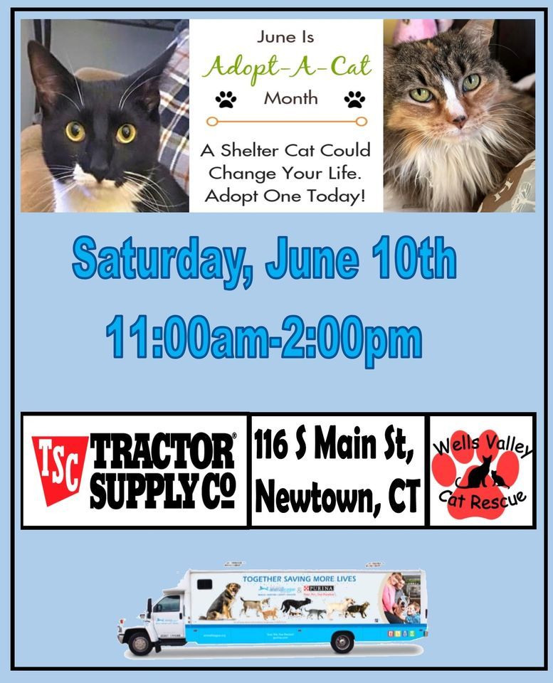 Adopt A Shelter Cat Adoption Event Tractor Supply Co 116 South Main adopt-a-shelter-cat-adoption-event-tractor-supply-co-116-south-main