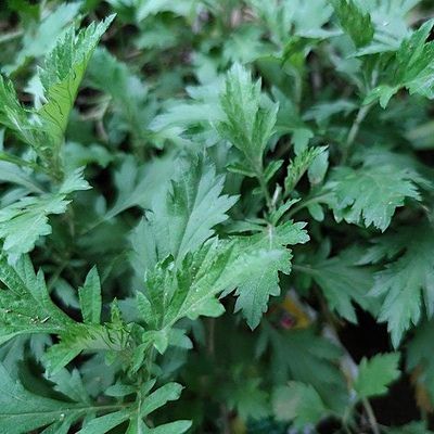 Invasive Plant Foraging Workshop