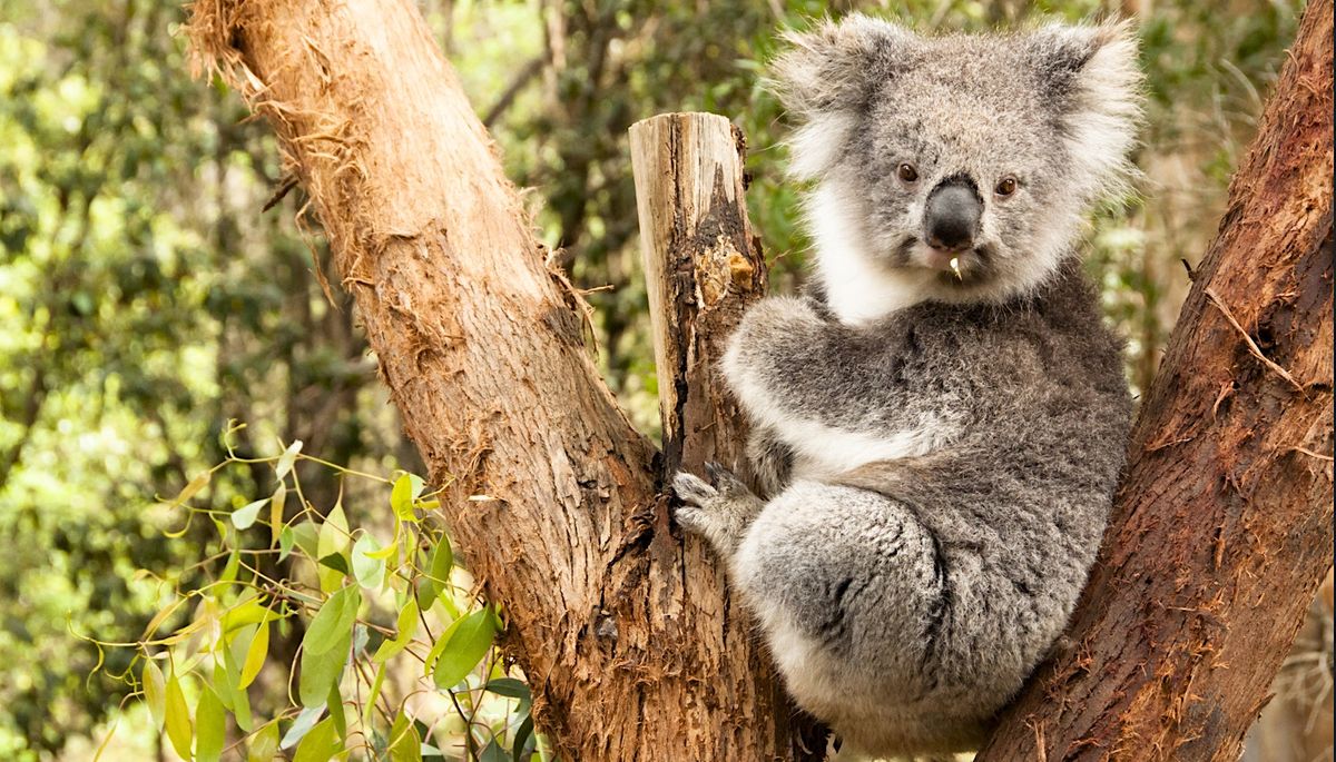 Landcare Week Annual Landcare Forum – Building Beautiful Biolinks ...