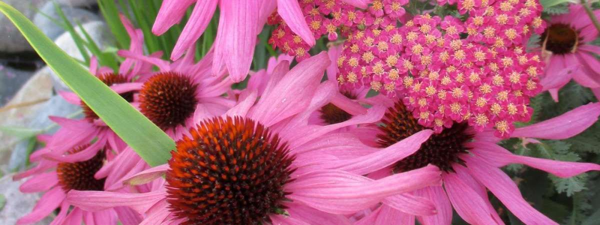 Design Combinations for Pollinators | Event in Glencoe | AllEvents