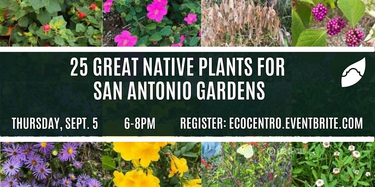 25 Great Native Landscape Plants for San Antonio Gardens, Eco Centro ...