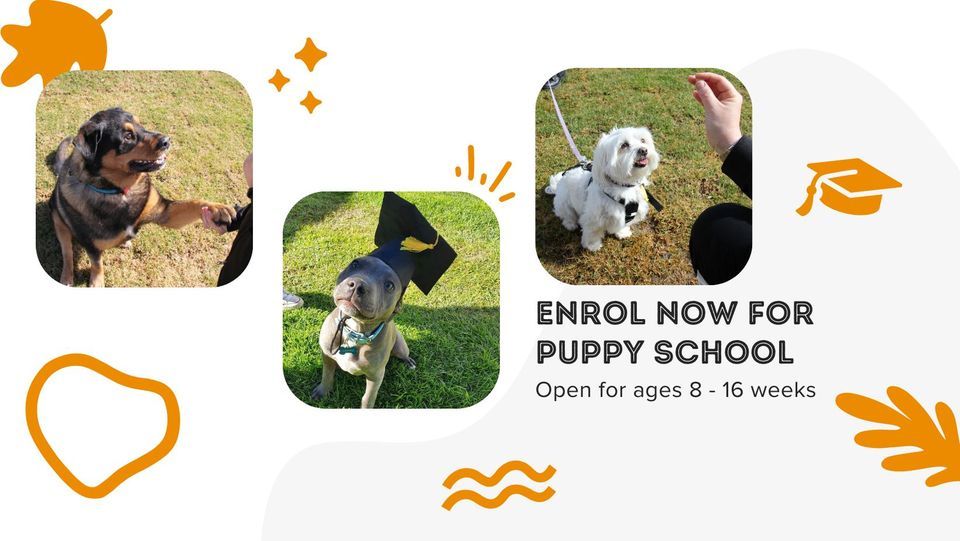 Beaus Training School Puppy School March Class, Beau's Pet Hotel