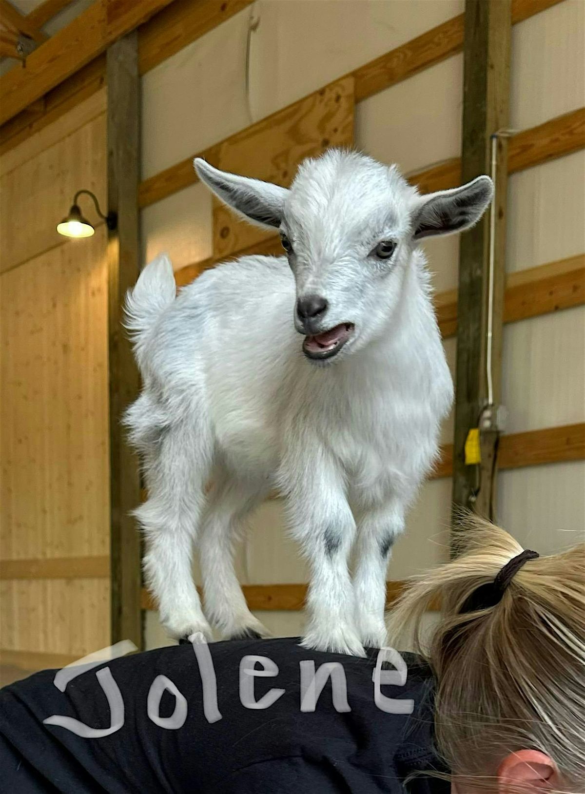 Goat Yoga Nashville- Spring Has Sprung, 25 April | Event in Nolensville | AllEvents