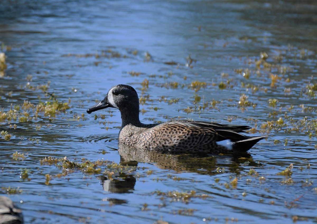Hike Sumter Lake Okahumpka, Lake Okahumpka Park, Wildwood, 4 April 2023 AllEvents.in