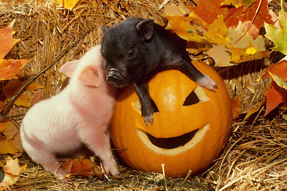 Halloween Yoga & Ghost Stories by the Campfire with the Pigs