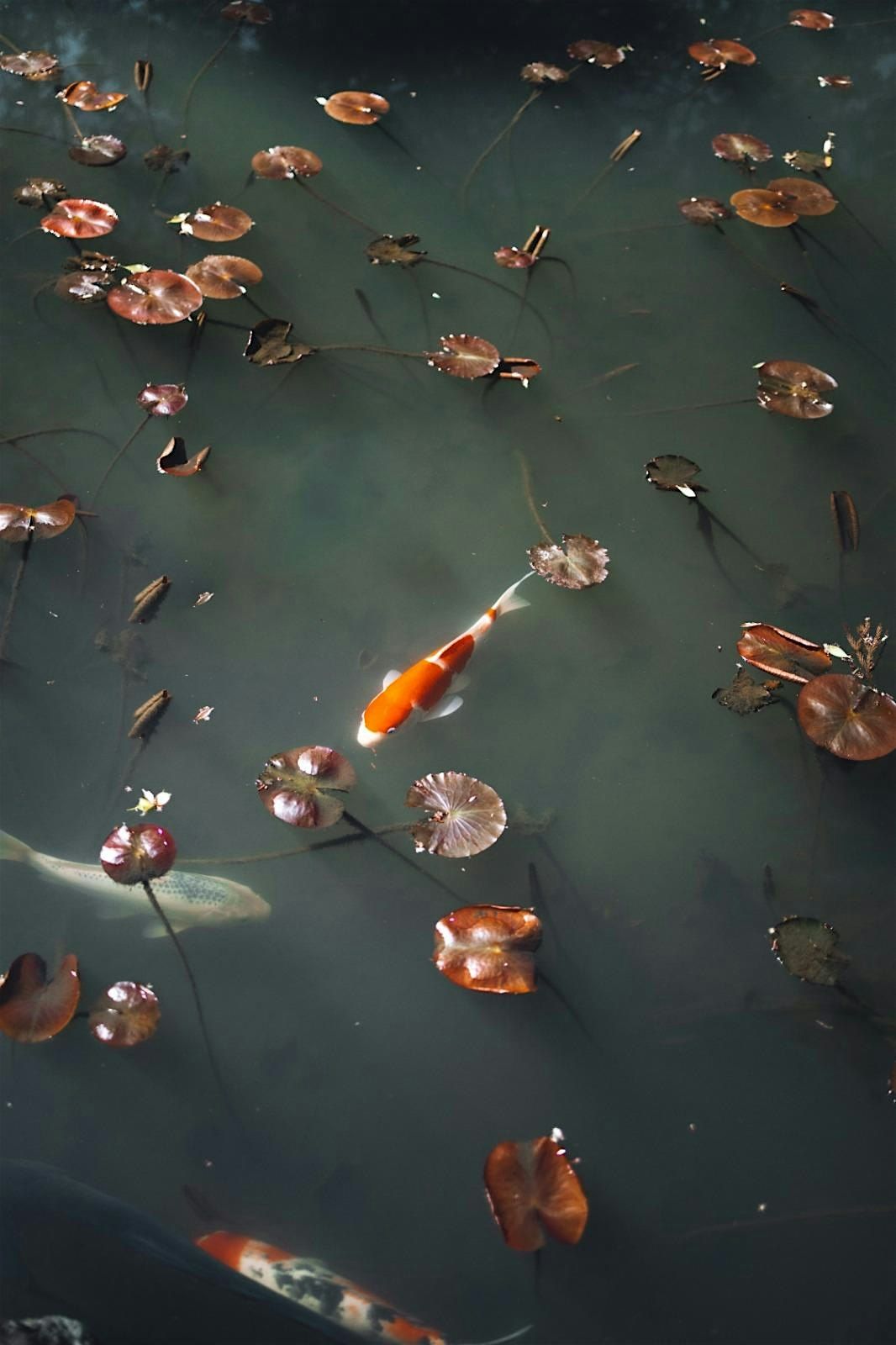 From Chaos to Clarity: A Return to Stillness, 18 January | Event in Singapore | AllEvents