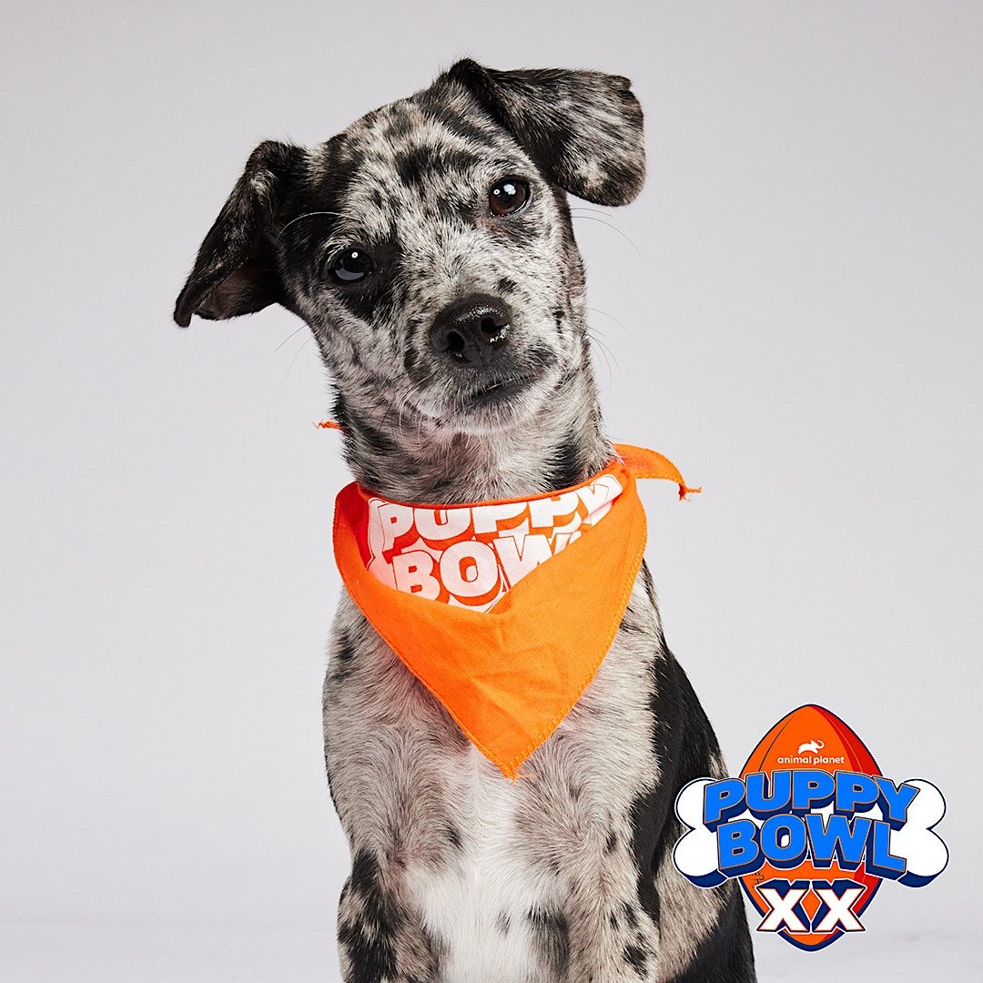 Puppy Bowl Watch Party, Best Friends Pet Resource Center in NW Arkansas