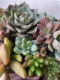 Succulent Wall Art Workshop, CC's Hidden Art Club, Liverpool, 2 August