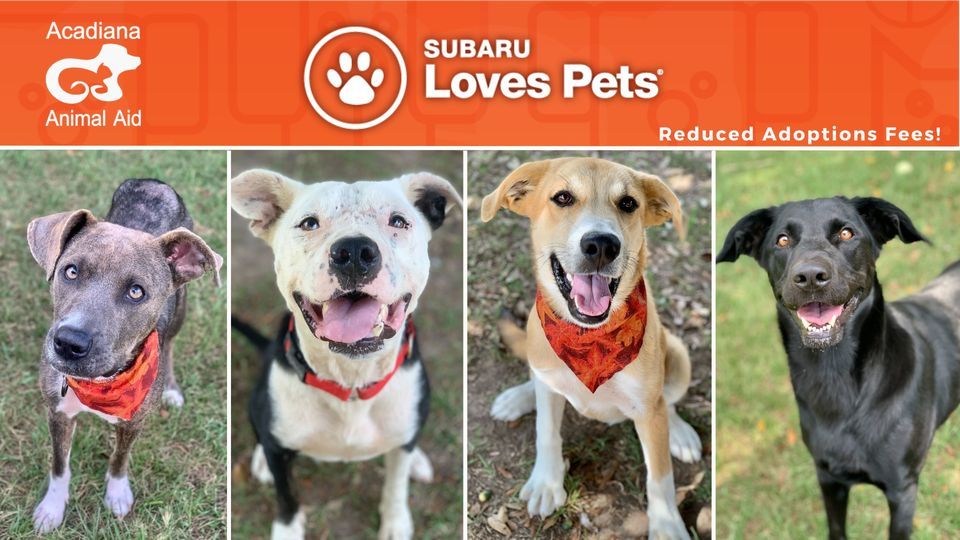 Giles Subaru Dog Adoption Event, Giles Subaru of Lafayette, October 21