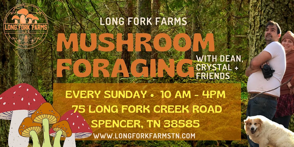 Mushroom Forage Long Fork Farms, 75 Long Fork Creek Rd, Spencer, 17