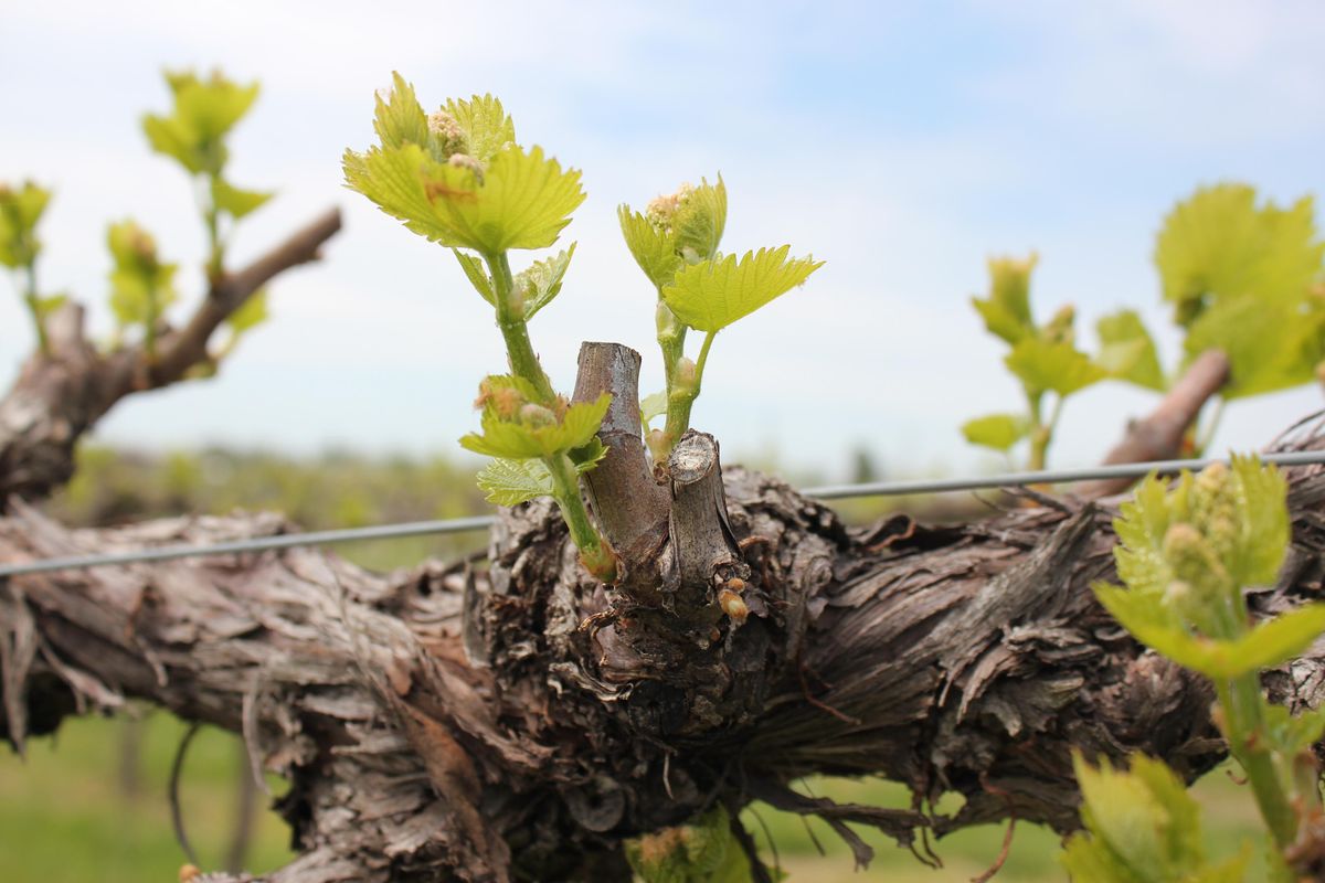 Spring Viticulture & Enology Field Day KWA & University of Kentucky