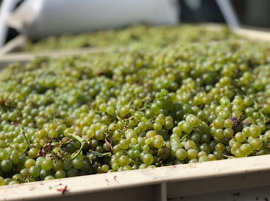 Discover Picpoul — A  Free Tasting at Perry’s Palm Springs, 20 November | Event in Palm Springs | AllEvents