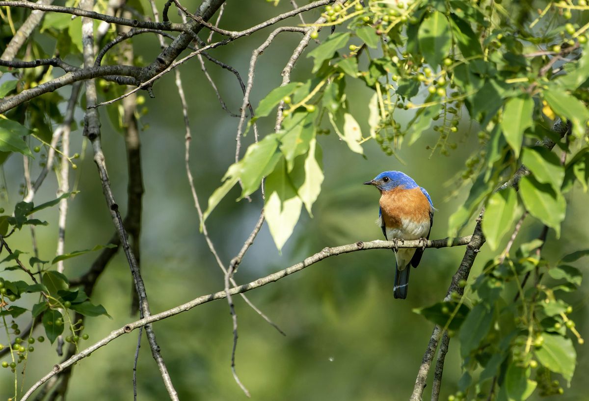Welcome to Birding Field Trip, 20 September | Event in Detroit | AllEvents