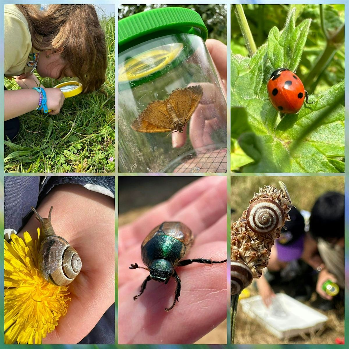 July Inesct Marvellous Minibeasts & Incredible Insects (on the coast), North ...