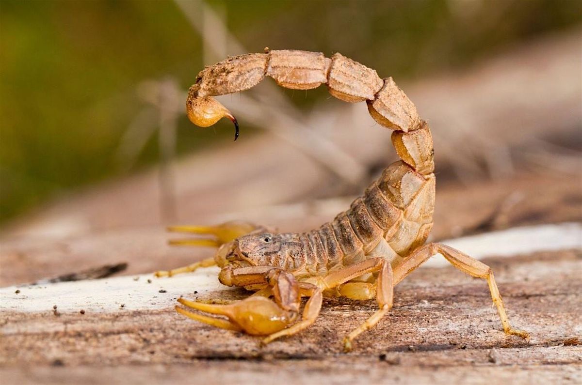 4-H Entomology Club, 16 December | Event in Campbellsville | AllEvents