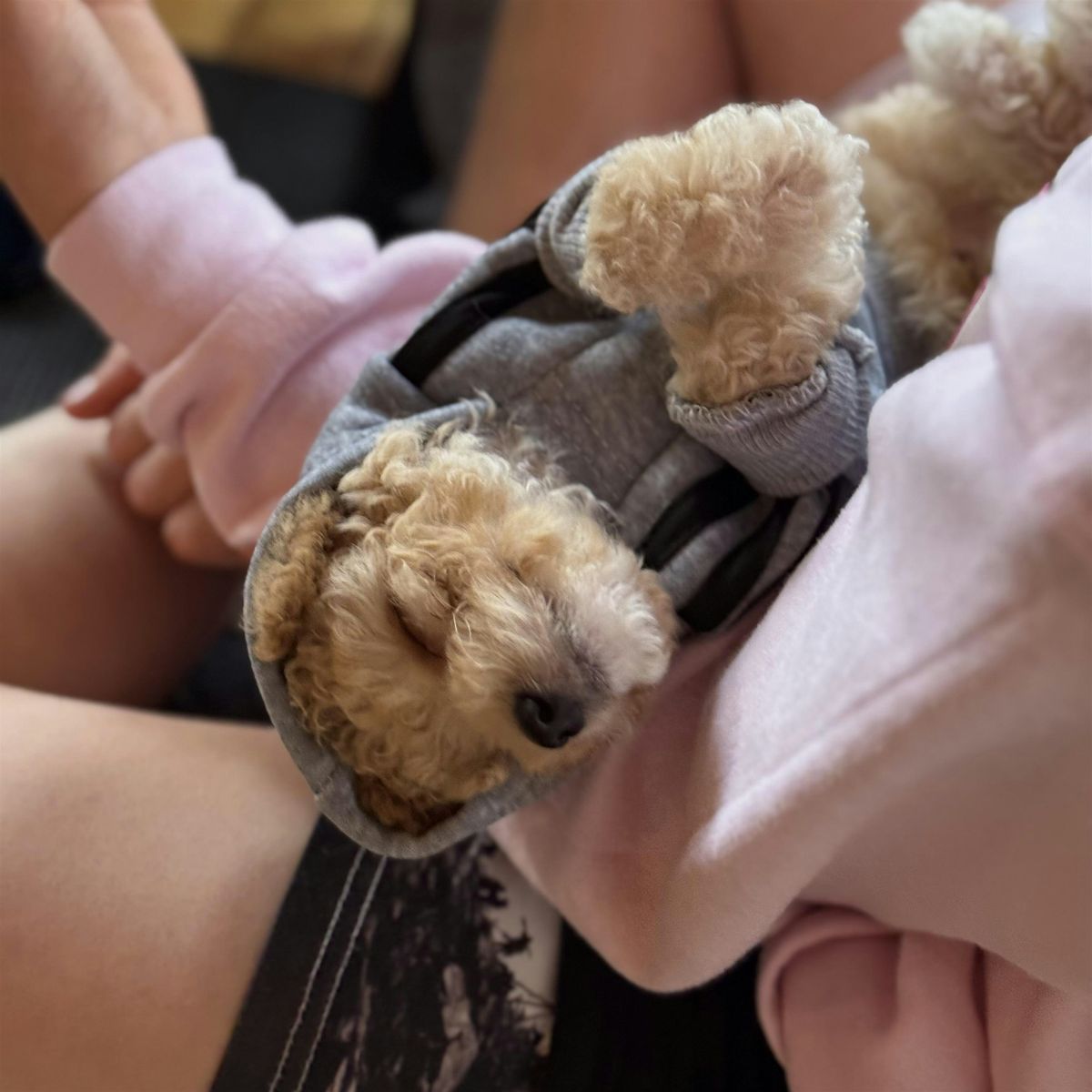 Puppy Yoga USA  - Chicago, 14 December | Event in Chicago | AllEvents