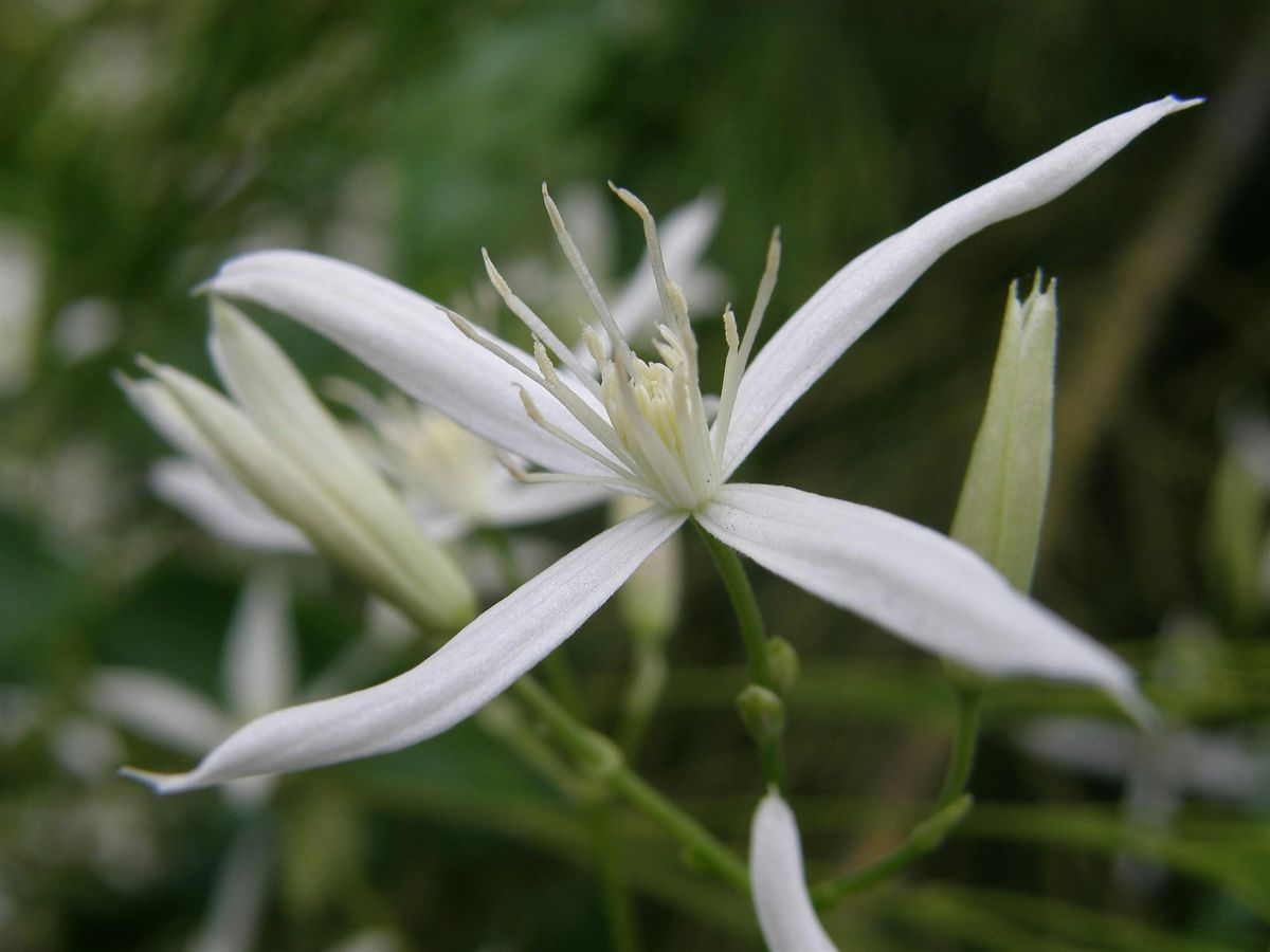 Bellbird Creek Bushcare Group (2nd Sunday of the month 9am - 12pm) | Event in West Pennant Hills | AllEvents