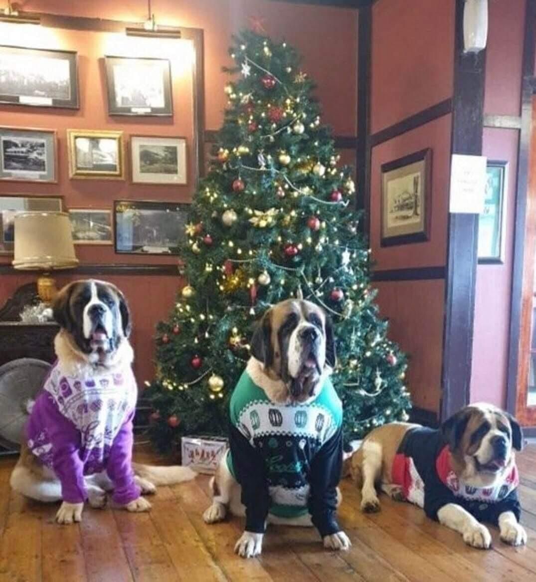 Christmas Mountain 2022 Christmas In July Dinner - Tamborine Mountain College, St Bernards Hotel,  Tamborine Mountain, July 22 2022 | Allevents.in