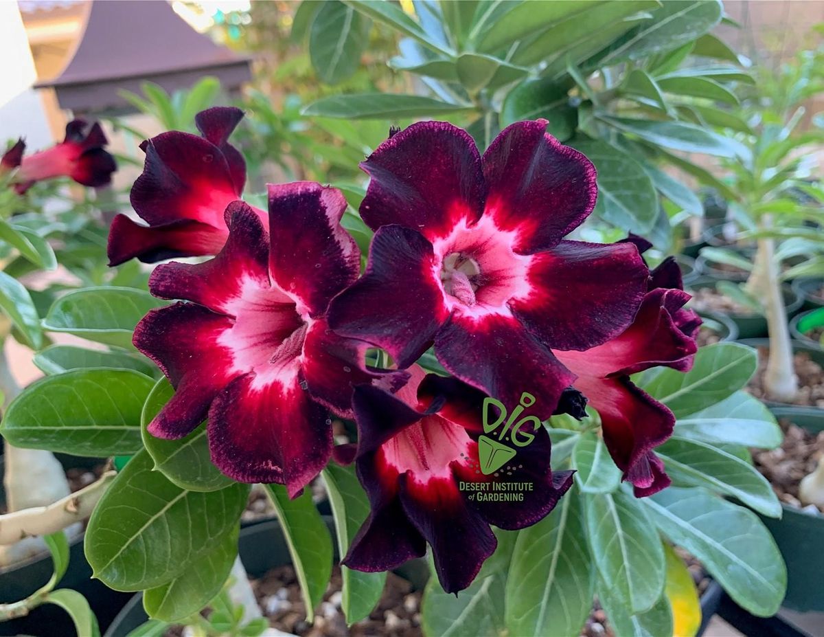 **CANCELED** DIG ONLINE: Growing Adeniums in Southern Arizona, Maricopa ...