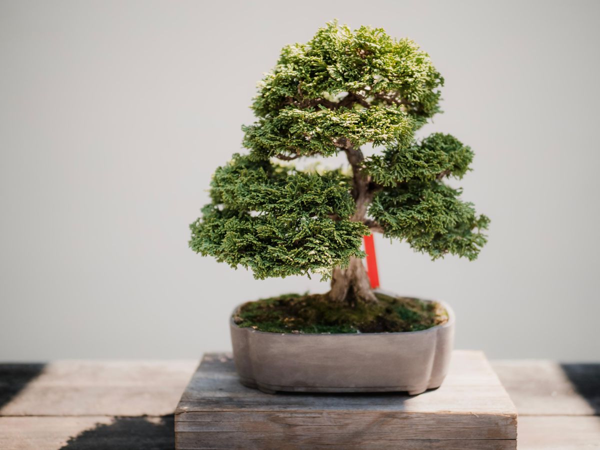 Beginner Bonsai Class | Event in Scottsville | AllEvents