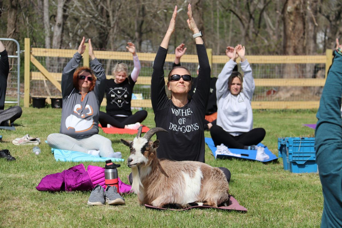 Totes Goats Goat Yoga | Event in Warwick | AllEvents