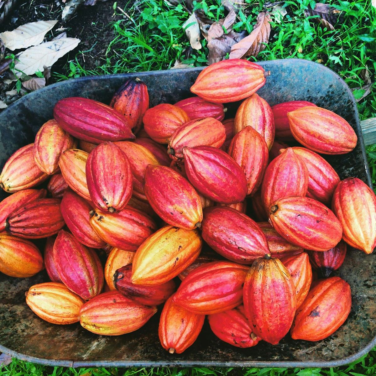 Cacao Farm Tour, Kahalu'u Cacao Farm, Kaneohe, December 10 2023