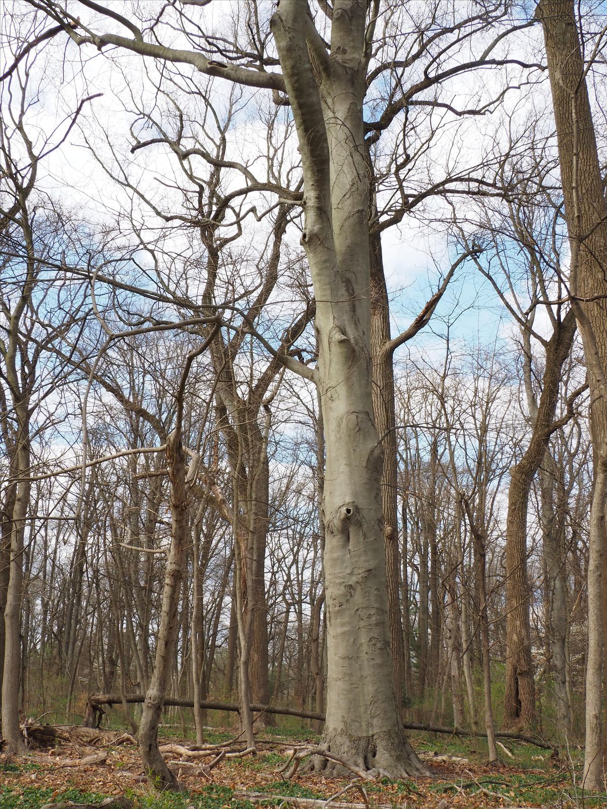 Tree Diseases and Pests of the Wissahickon: The PPR Response Plan!, The ...